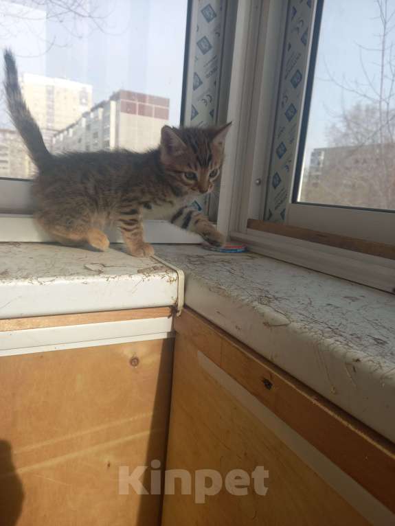 Кошки в Екатеринбурге: бенгалята котята Девочка, 8 000 руб. - фото 2