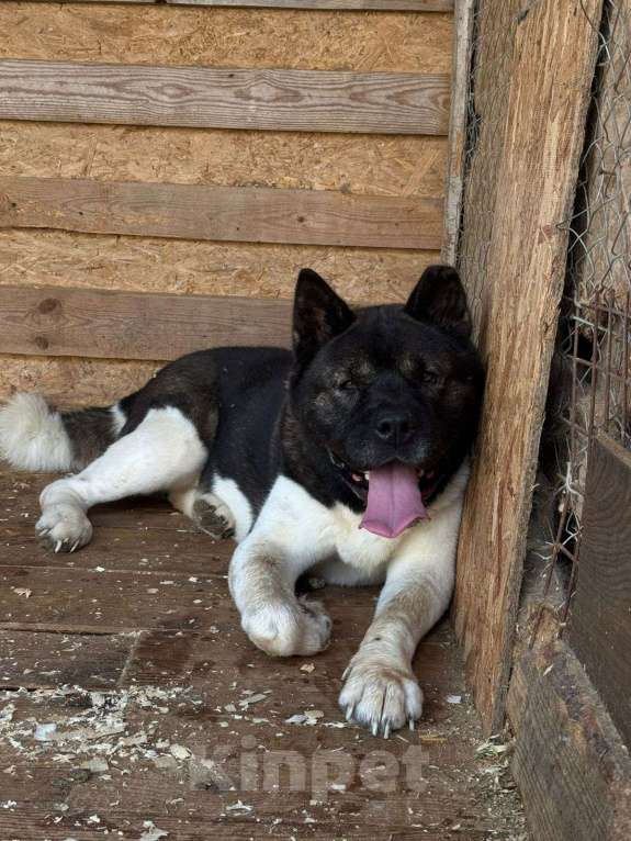 Собаки в других городах Ленинградской области: Великолепный кобель Мальчик, Бесплатно - фото 3