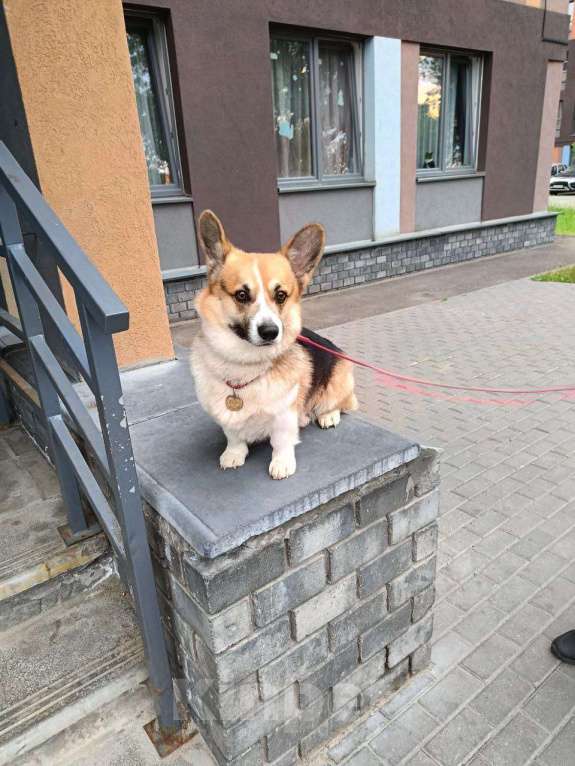 Собаки в Павлово: вязка Мальчик, Бесплатно - фото 2