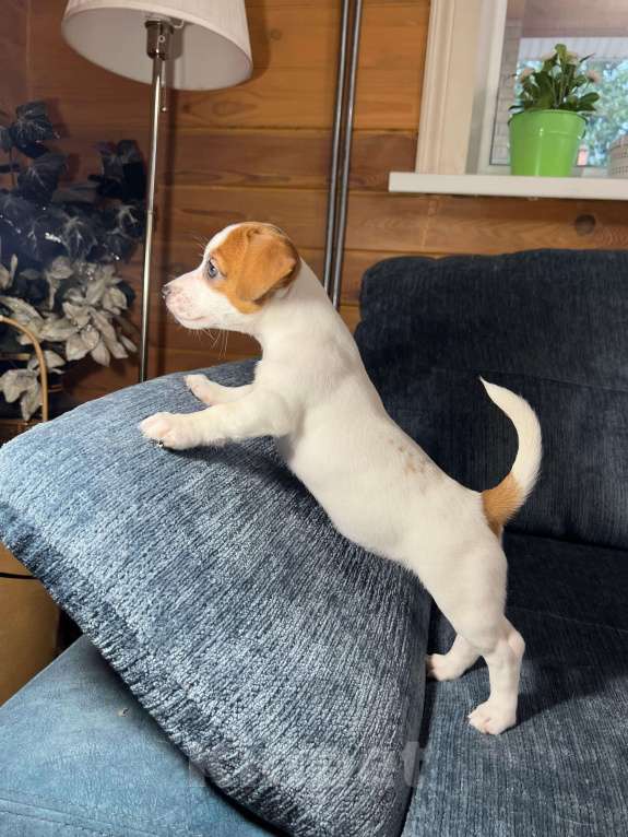 Собаки в Москве: Продается племенной  щенок джек рассел тер. 3  мес девочка Девочка, Бесплатно - фото 3