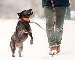 Собаки в других городах Московской области: Кайли исполненная смысла ищет дом) Девочка, Бесплатно - фото 3