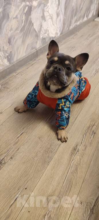 Собаки в Химках: Французский бульдог  Мальчик, 50 000 руб. - фото 4