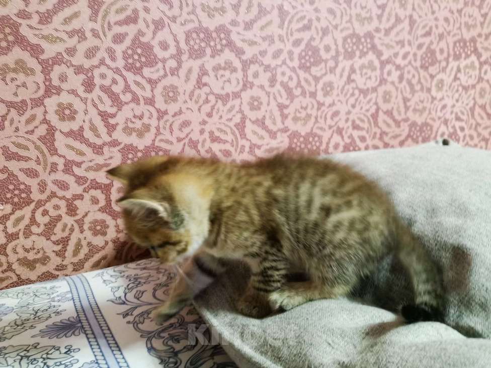 Кошки в Москве: Британец  Мальчик, 10 000 руб. - фото 3