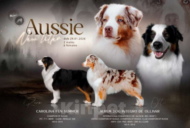 Собаки в других городах Московской области: Щенки Австралийской овчарки Девочка, 80 000 руб. - фото 3