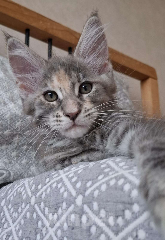 Кошки в Геленджике: Продаётся котёнок мейн-кун, девочка, серебристый окрас fs 24, из питомника EdenLight (Геленджик) Девочка, 35 000 руб. - фото 1