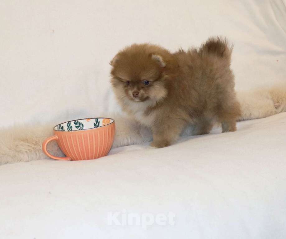 Собаки в Москве: Шоколадный носик. Девочка шпица Девочка, 39 000 руб. - фото 3