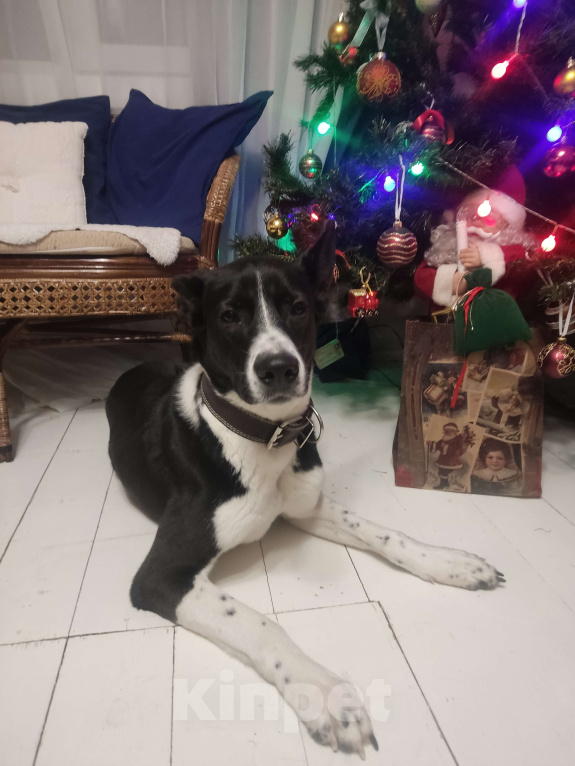 Собаки в Санкт-Петербурге: Ищем хозяина Мальчик, Бесплатно - фото 6