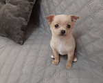 Собаки в Казани: Чихуа 3 мес. Мальчик, 25 000 руб. - фото 1