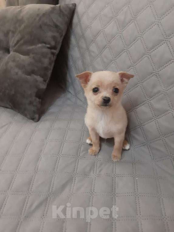 Собаки в Казани: Чихуа 3 мес. Мальчик, 25 000 руб. - фото 1