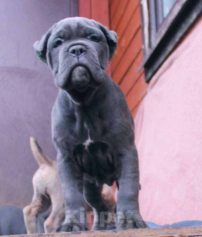 Собаки в других городах Ярославской области: Малыши Корсо Мальчик, 80 000 руб. - фото 2