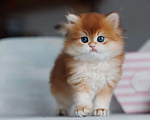 Кошки в Владивостоке: Мальчик британской породы Мальчик, 160 000 руб. - фото 1