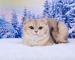 Кошки в Красноярске: Британская кошка. Девочка Девочка, 25 000 руб. - фото 2