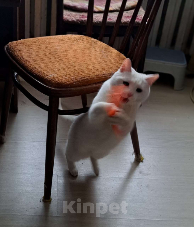 Кошки в Москве: Белоснежная Вита мечтает о доме Девочка, Бесплатно - фото 7