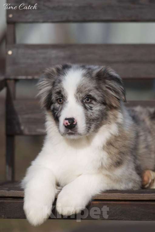 Собаки в Москве: Щенки бордер колли Разнополые, Бесплатно - фото 2