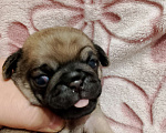 Собаки в Волгограде: Шенки мопс  Девочка, 25 000 руб. - фото 6