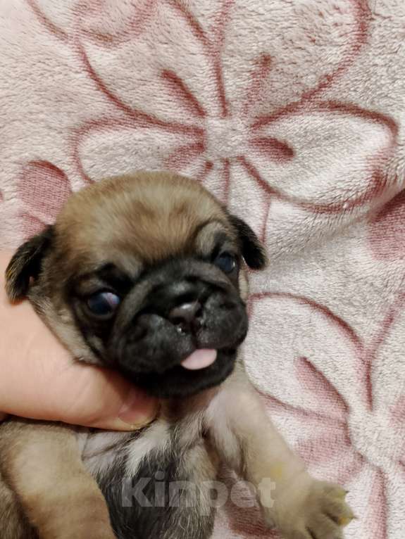 Собаки в Волгограде: Шенки мопс  Девочка, 25 000 руб. - фото 6
