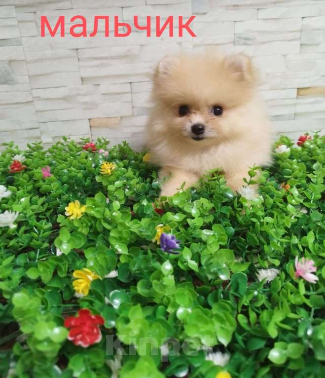 Собаки в Москве: щенки Померанского шпица Мальчик, 20 000 руб. - фото 1
