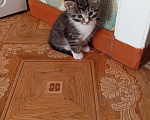 Кошки в Боровичах: Котик(девочка)  Девочка, Бесплатно - фото 2