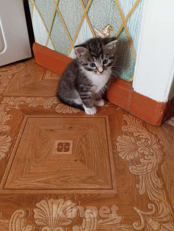 Кошки в Боровичах: Котик(девочка)  Девочка, Бесплатно - фото 2