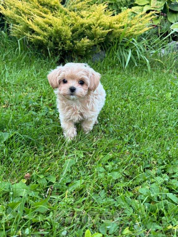 Собаки в Санкт-Петербурге: Зенит Мальчик, 200 000 руб. - фото 3