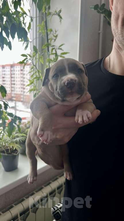 Собаки в Белгороде: Щенки АСТ Девочка, 40 руб. - фото 5