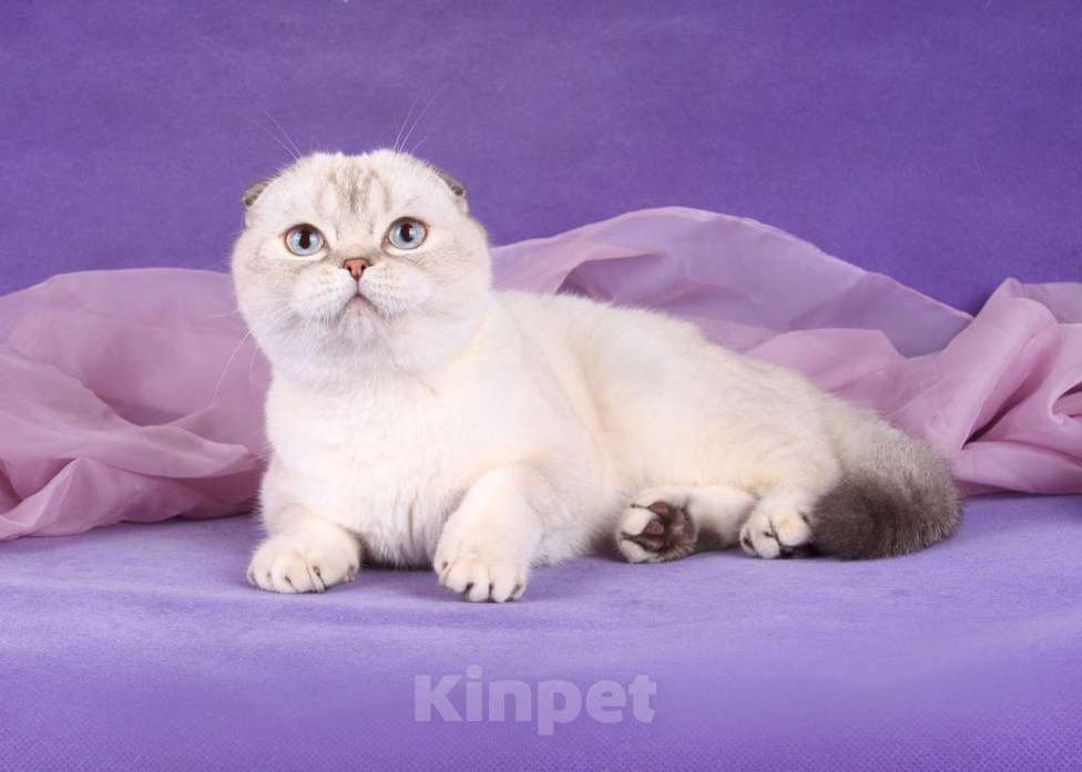 Кошки в Санкт-Петербурге: Скоттиш фолд кошечка Valery  Девочка, 35 000 руб. - фото 5