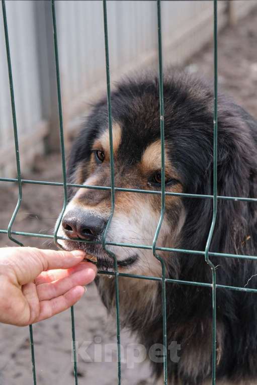 Собаки в Москве: Породистый банхар Баха ищет дом Мальчик, Бесплатно - фото 2