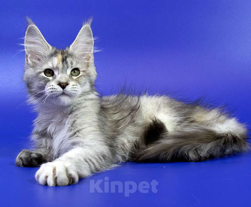Кошки в Москве: Котенок мейн кун Девочка, Бесплатно - фото 5