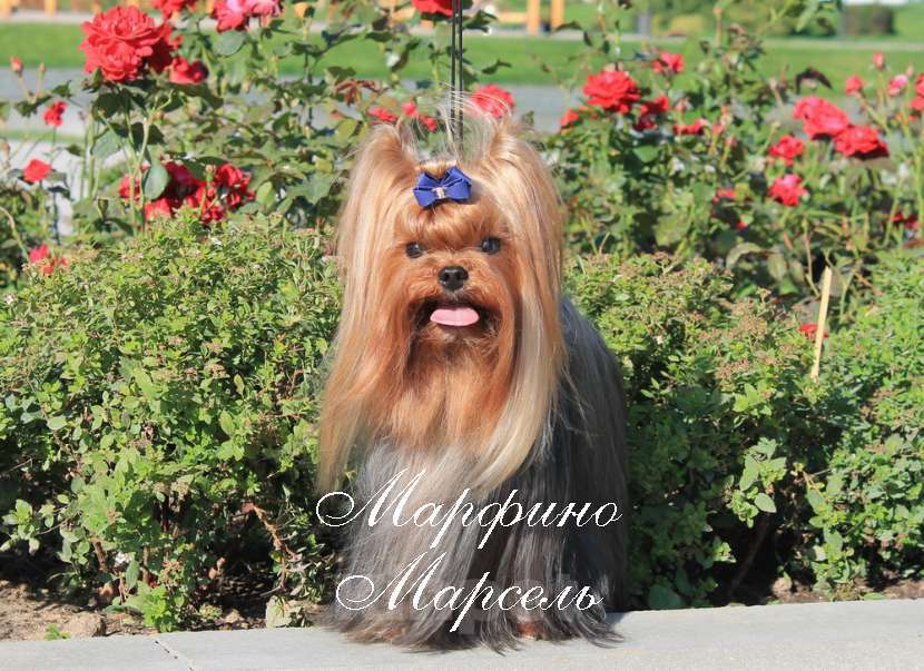 Собаки в Москве: Мальчик Йоркширского терьера для вязки. Мальчик, 10 000 руб. - фото 1