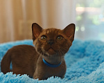 Кошки в Кемерово: Котята Европейской бурмы Разнополые, Бесплатно - фото 3