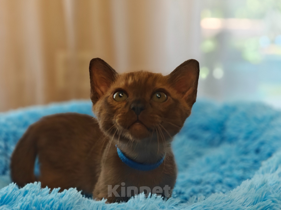 Кошки в Кемерово: Котята Европейской бурмы Разнополые, Бесплатно - фото 3
