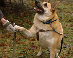 Собаки в Санкт-Петербурге: Собаки из приюта: смышлёная Катрин Девочка, Бесплатно - фото 9