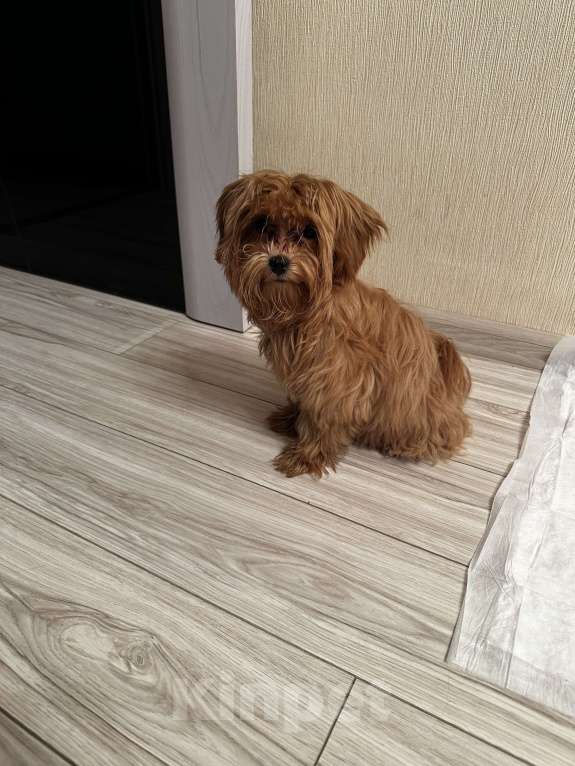 Собаки в Санкт-Петербурге: Щенок Мальтипу Мальчик, 50 000 руб. - фото 3