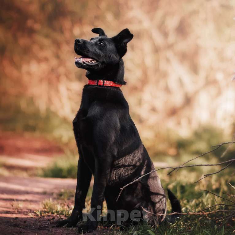 Собаки в Москве: Тата Девочка, Бесплатно - фото 4
