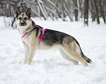 Собаки в Москве: Миролюбивая Айза в добрые руки Девочка, Бесплатно - фото 2
