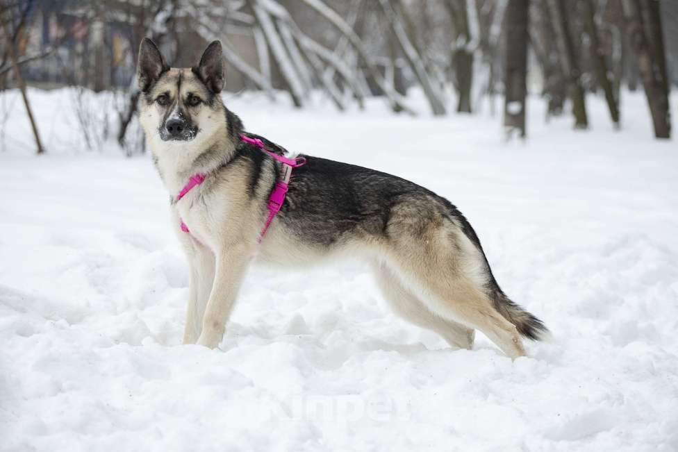 Собаки в Москве: Миролюбивая Айза в добрые руки Девочка, Бесплатно - фото 2
