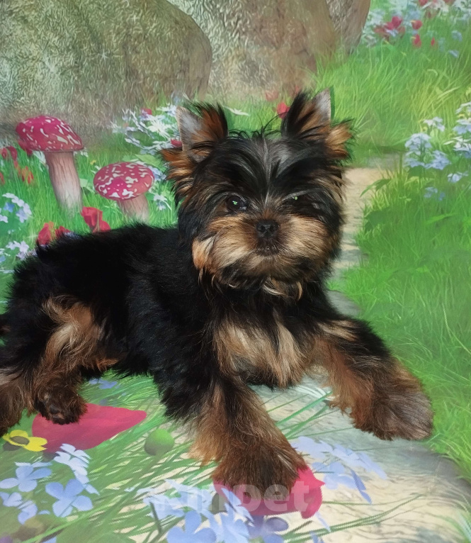 Собаки в Бердске: Щенки йоркширского терьера Девочка, Бесплатно - фото 1