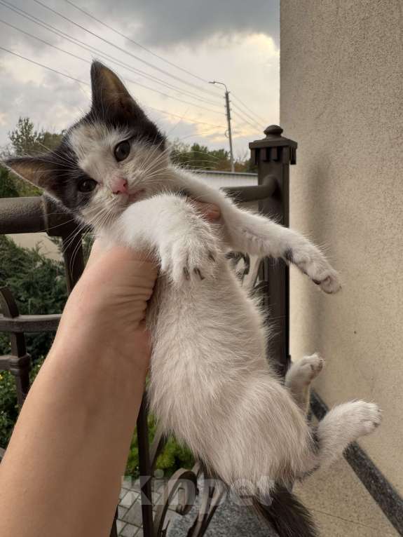 Кошки в Пятигорске: Отдам кошечку в добрые руки Девочка, Бесплатно - фото 2