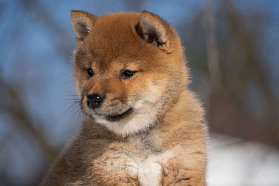 Собаки в других городах Московской области: Красотка сиба Девочка, Бесплатно - фото 1