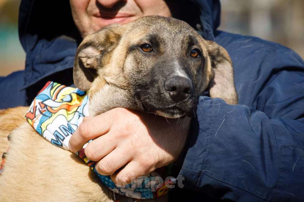 Собаки в Москве: Мартин ищет дом Мальчик, Бесплатно - фото 7