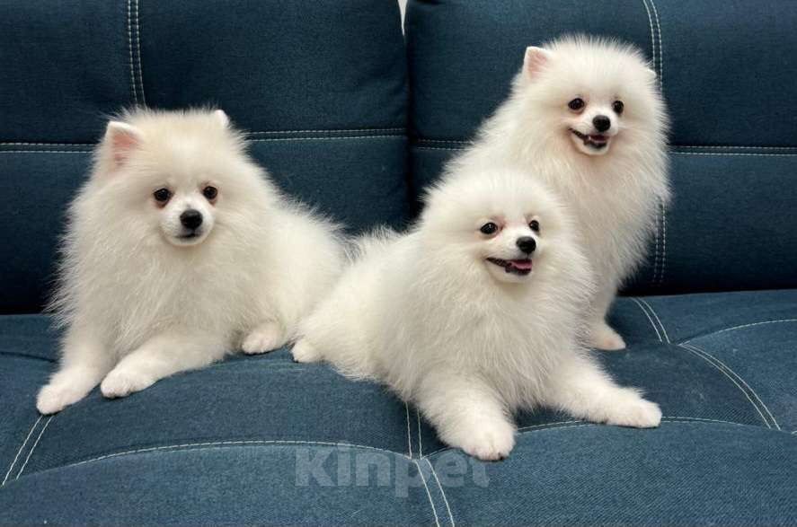 Собаки в Пензе: НЕМЕЦКИЙ МАЛЫЙ ШПИЦ  Мальчик, 80 000 руб. - фото 4