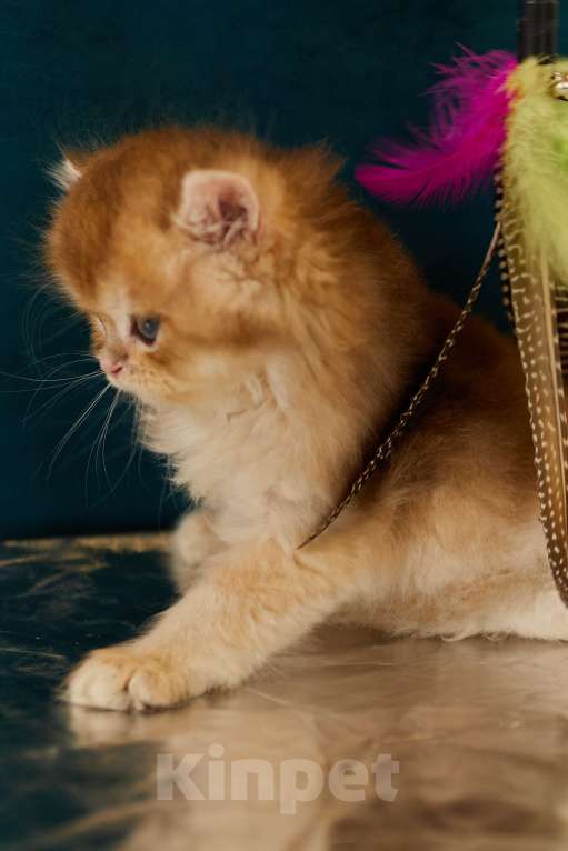 Кошки в Челябинске: Мальчик Золотая шиншилла ny 12 Мальчик, 80 000 руб. - фото 2