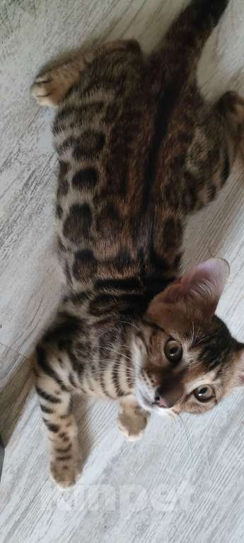Кошки в Люберцах: Бенгальский чистокровный кот  Мальчик, 40 000 руб. - фото 3