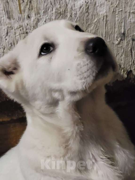 Собаки в Кемерово: Высокопородные щенки среднеазиатской овчарки, д.р. 30.10.25, девочки и мальчики, от Чемпионов Росси  Мальчик, Бесплатно - фото 2