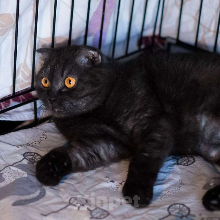 Кошки в Санкт-Петербурге: Лилу из приюта в добрые руки Девочка, Бесплатно - фото 7