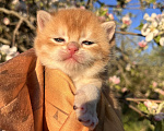 Кошки в Геленджике: Британский котенок золотая шиншилла Мальчик, 35 000 руб. - фото 4