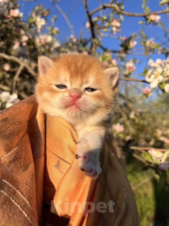 Кошки в Геленджике: Британский котенок золотая шиншилла Мальчик, 35 000 руб. - фото 4