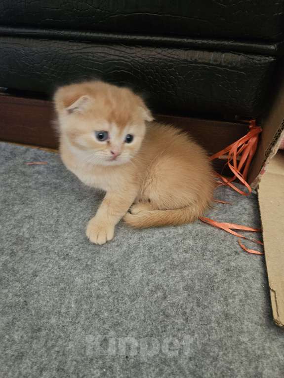 Кошки в Санкт-Петербурге: Муркотик Мальчик, 20 000 руб. - фото 3