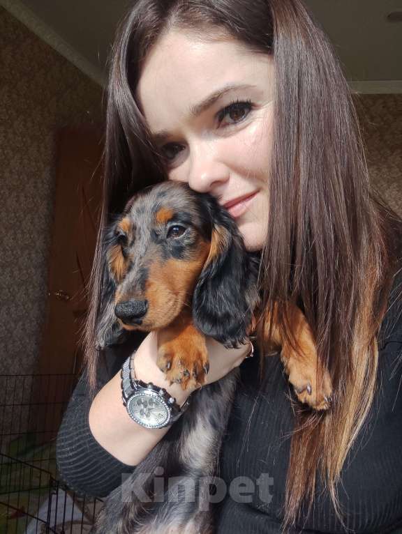 Собаки в Москве: Эксклюзивная мраморная девочка таксы длинношерстной Девочка, 30 000 руб. - фото 2