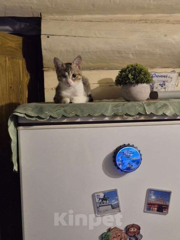 Кошки в Москве: котенок Кнопка ищет дом Девочка, Бесплатно - фото 9